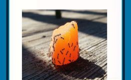 ۲. سر کار فعلی‌تان مثل مورچه جان بکنید